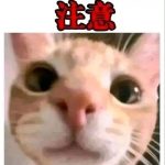 zy2587780846-yolo游戏 免费 公益 手游 后台 GM